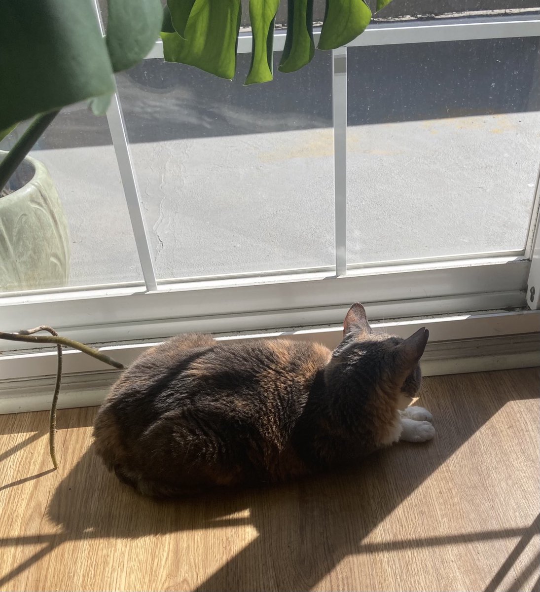 Mocha found a sun puddle and enjoying herself. She was screaming all night, which makes me really worried #catsoftwitter #mochatalker #teamMocha