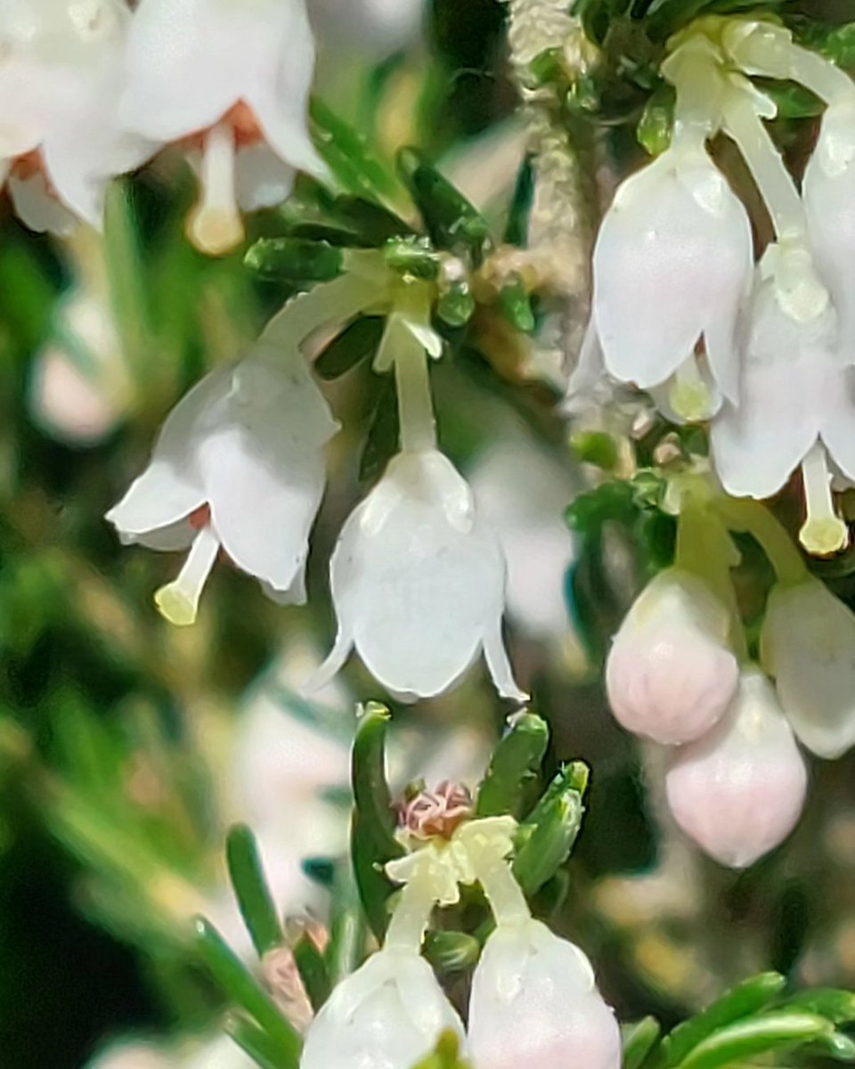 julianccff's tweet photo. Erica arborea
G: uz branca
C: brezo blanco
I: tree heather
Fam.: Ericaceae

Florece de marzo a xullo.
É a Erica de maior porte, moi enramada e pola contra da maioría das ericas, as súas flores son brancas e non en ton rosáceos.
https://t.co/cifl7hYW2e https://t.co/Vxvwv35wln