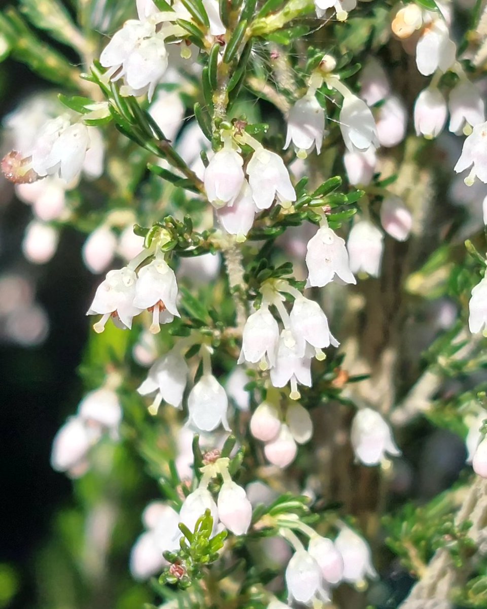 julianccff's tweet photo. Erica arborea
G: uz branca
C: brezo blanco
I: tree heather
Fam.: Ericaceae

Florece de marzo a xullo.
É a Erica de maior porte, moi enramada e pola contra da maioría das ericas, as súas flores son brancas e non en ton rosáceos.
https://t.co/cifl7hYW2e https://t.co/Vxvwv35wln