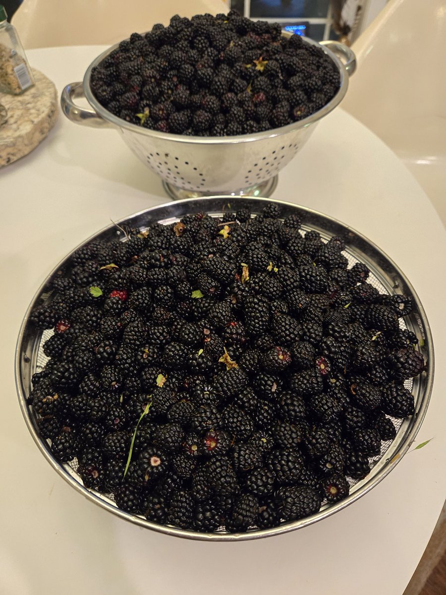 Best dewberry season that I remember.😋 Luckily I got these picked yesterday before the 2.75' rain. The millions of berries left on vines are still delicious, but the ripe ones started disintegrating after rain.