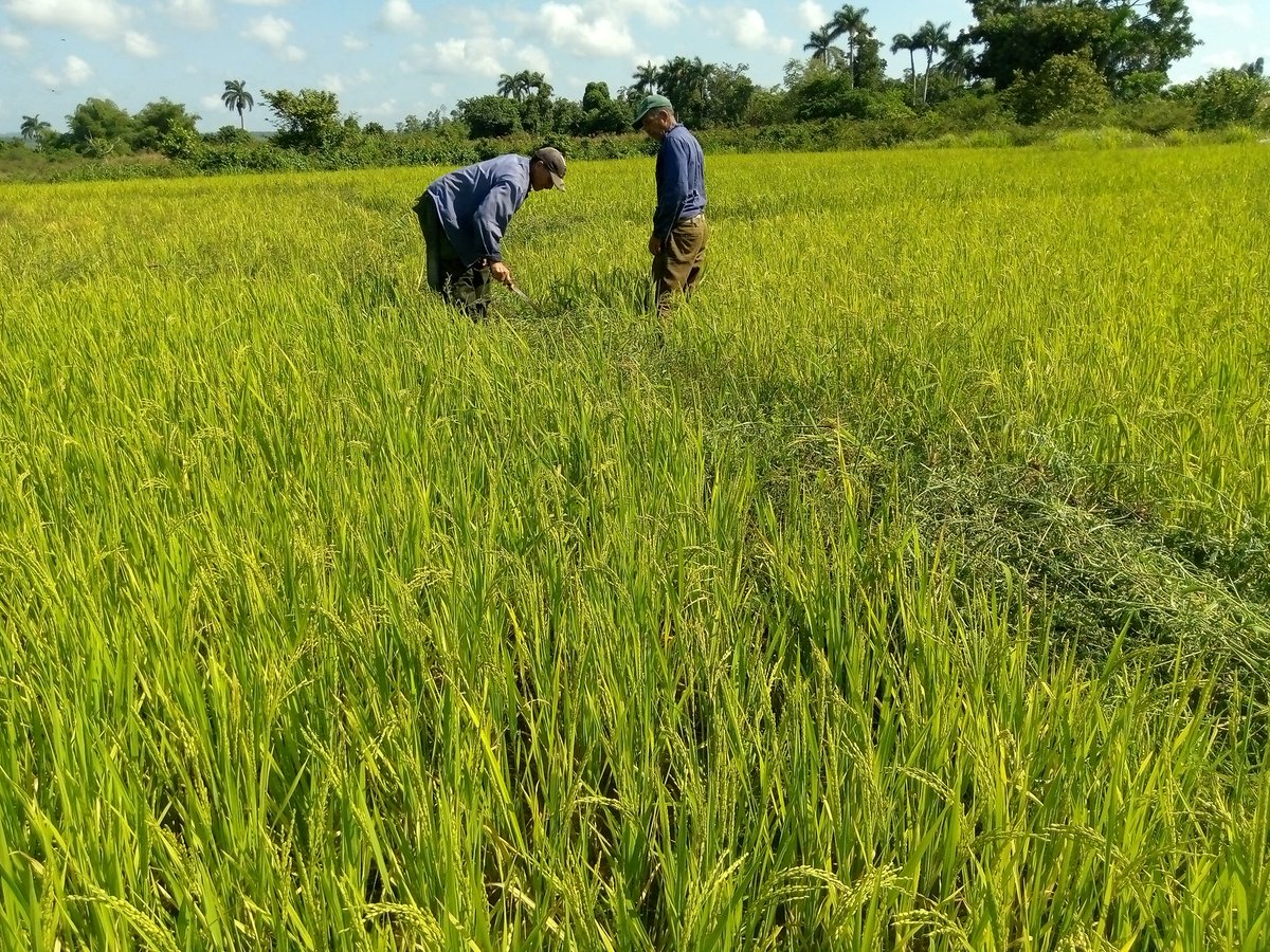 Los campesinos Pinareños inmersos en la producción de arroz con el objetivo de sustituir importaciones .vamos por mas#,AnapCuba#GenteQueSuma.