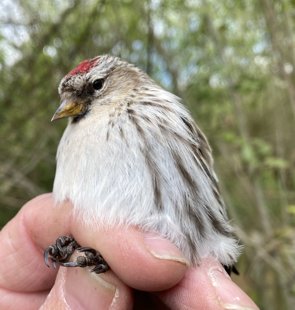 Well I wasn’t expecting this on 21st April! Stonking Common Redpoll caught and ringed along with 15 Lesser Redpoll, at Wicken Fen today 😀@CambsBirdClub