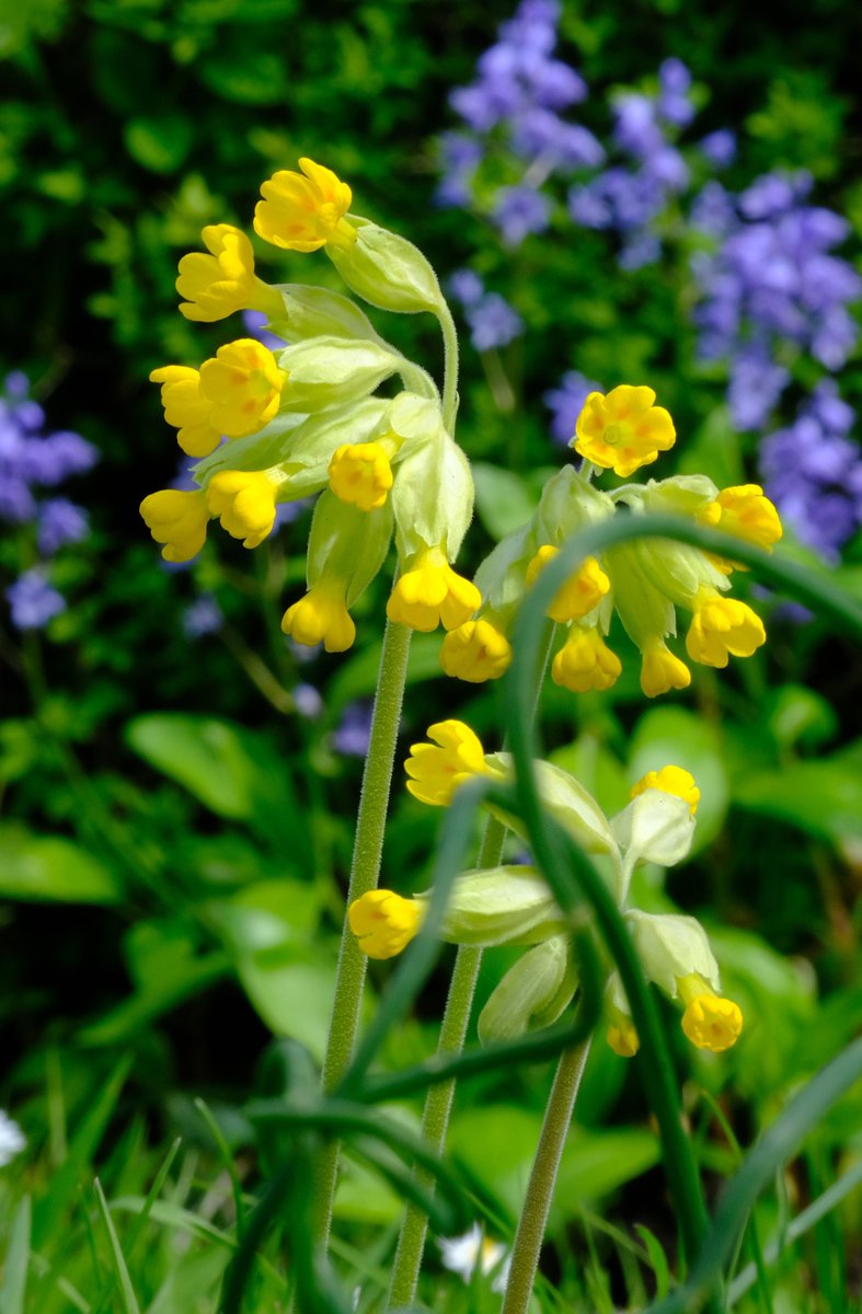Fiddleizer's tweet image. Out of all my flirtations with wild flower seeds, only Cowslips  and Primroses have worked with me, surviving, multiplying and cheering up a small lawn. Just a couple of locally sourced seed heads and we were away. #CowslipChallenge #wildflowerhour