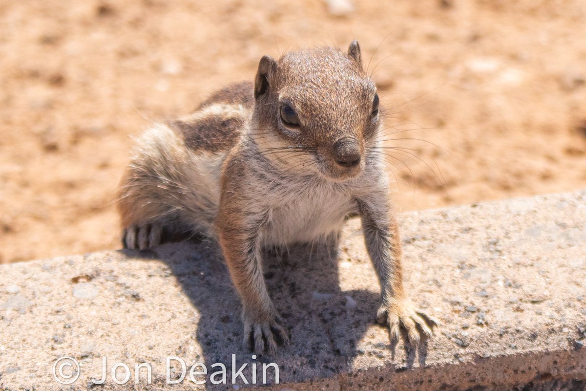 Scary four inch high ambush predator pouncing out at me today. Barbary squirrel, Fuerteventura.