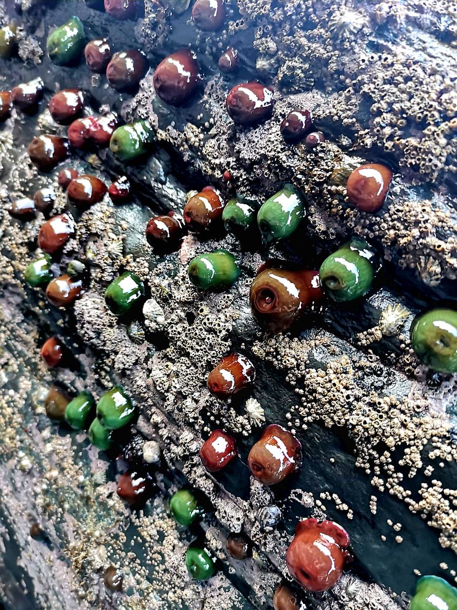 A wall of Beadlet Anemones (Actinia equina) waiting for the tide to return. County Clare, Ireland.