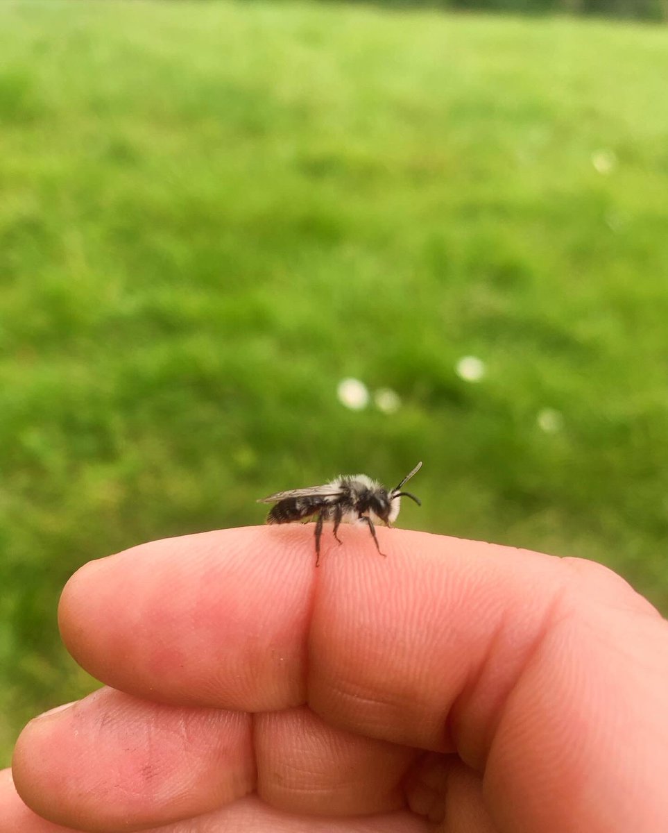 A weekend of wildlife walks 🥾💚 Thanks to @appetitestoke @KeeleUniversity for involving me in their Earth Day celebrations to deliver a guided 🐝 & 🐦‍⬛walk in their beautiful woodlands 🌍 Also to @ILoveSeftonPark & @OpenEyeGallery for commissioning a 🐝 & 🌳 walk today 💚