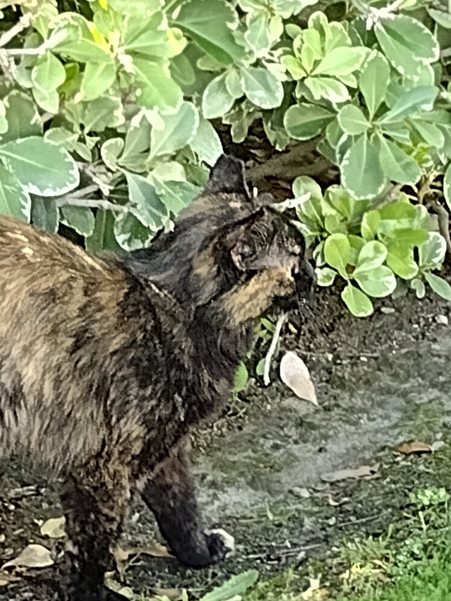 Meet Sonni, our neighborhood feral cat. We trapped her in order to have her spayed. In coordination with the .@PSAnimalShelter she qualifies for the feral cat program where food is provided for her. She's well taken care of and I hope she's not charged an HOA fee.🤣😂🤣
