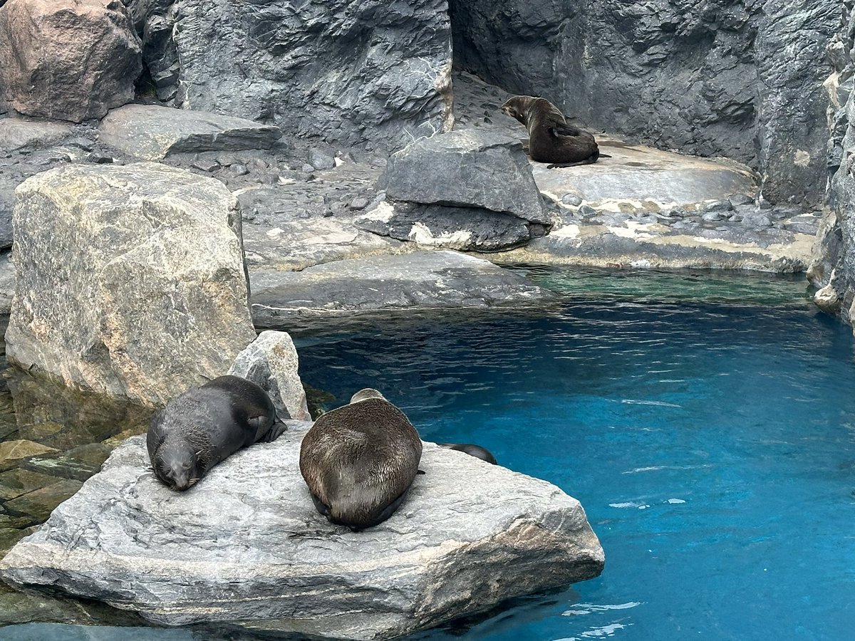 SealGiroux's tweet photo. Visiting the fam today https://t.co/7AhYugUShK