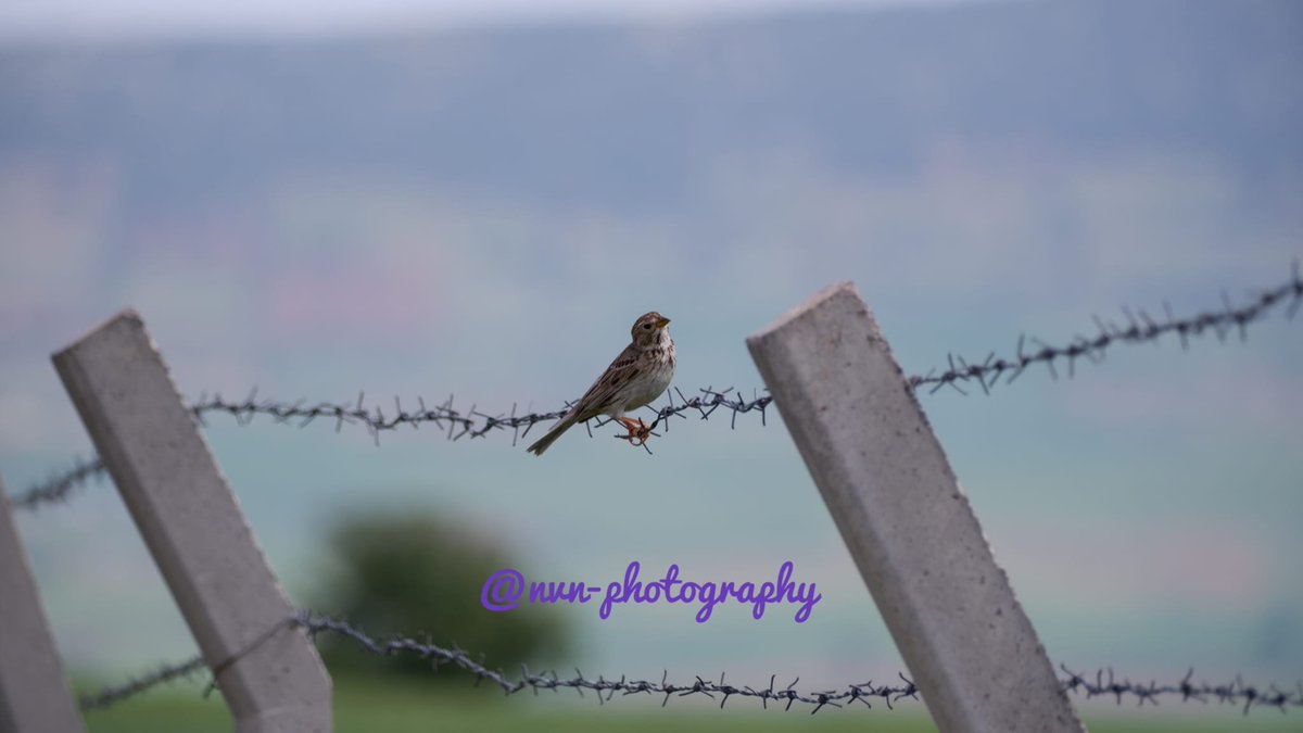 İyi akşamlar ☕💐📸🕊️
Tarla Çintesi mi? #Hangitür #birdwatching