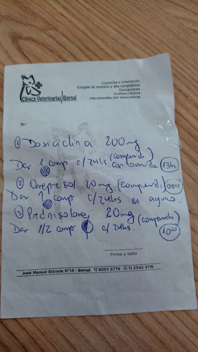 antigobela's tweet photo. NECESITO SU ATENCIÓN (y ayuda)

Ella es Canela, es una perrita que rescató mi amiga Maia. Resulta que Cane estaba embarazada, y tuvo cinco cachorros. Además, estaba enferma. 

Que esté viva y haya parido es básicamente un milagro que permitió Mai con todos sus cuidados. https://t.co/IltHS9TWDQ