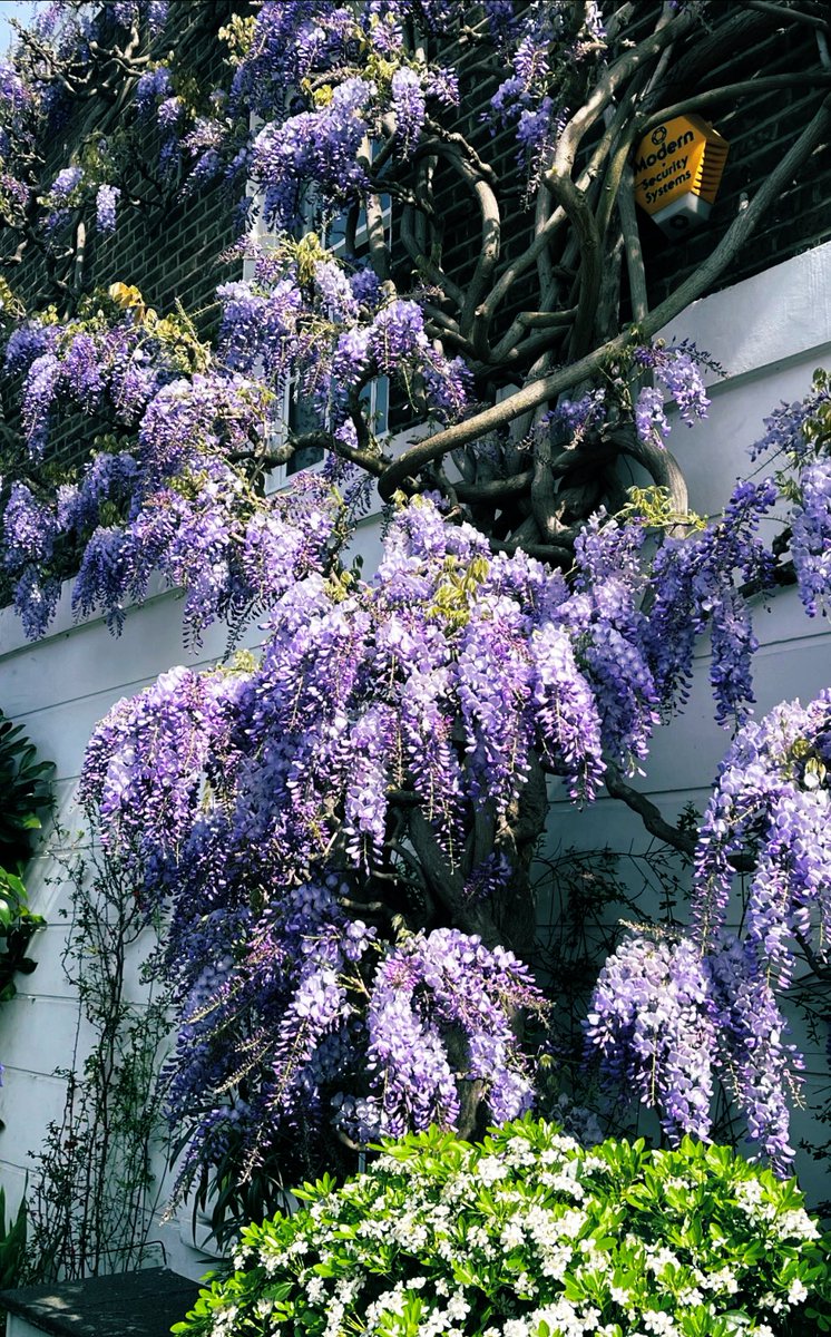 I’ve got wisteria hysteria, and I never want to be cured.