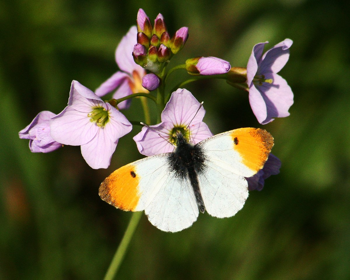 The most frequently reported species for the branch this week is Orange-tip! Following behind are Peacock and Small Tortoiseshell. See the records here: cumbria-butterflies.org.uk/sightings (file photo).