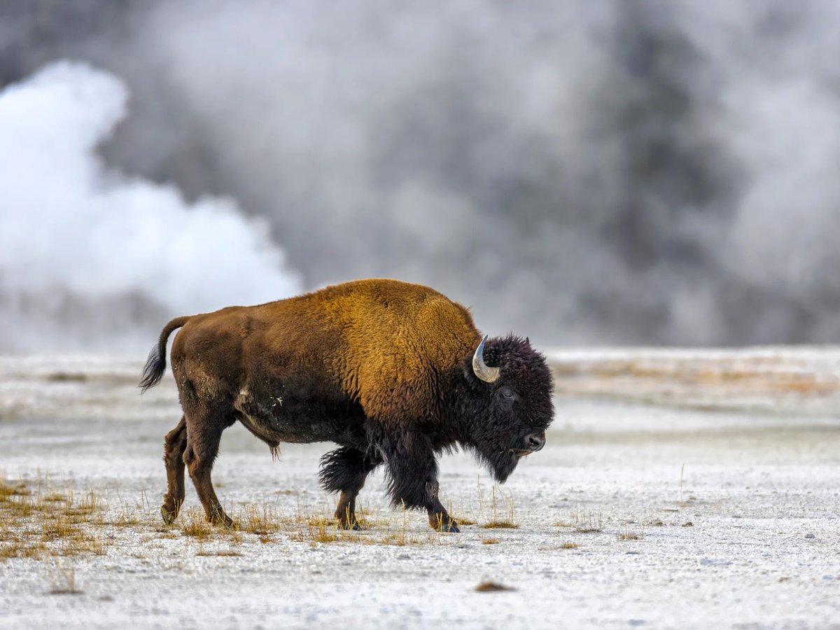 The Bison:

Majestic.

Powerful.

Nutrient-Dense.

Regenerative.