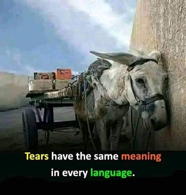 M saleem Khan tweet media