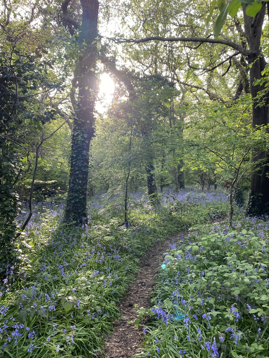 Who can resist wandering down a woodland path when it looks like this?