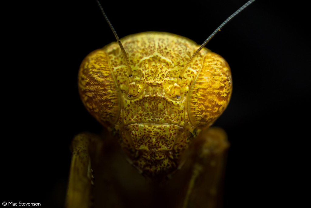 📷A mantis emerges from the shadows. Marakele National Park, South Africa. © Mac Stevenson (Photographer of the Year 2024 entry) #wildlifephotos #wildphoto #wildlife_shots #wildlifephotography #photography #photographer #naturephotography