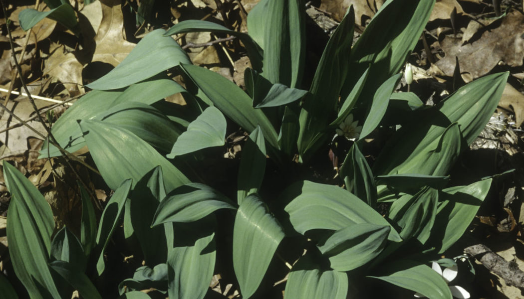 In spring, you'll spot wild leeks in our preserves and across Cook County. However, poaching, strictly prohibited, tends to rise as produce emerges. If you witness poaching while at the preserves, please call 708-771-1001 to report. 📷: Jane & John Balaban