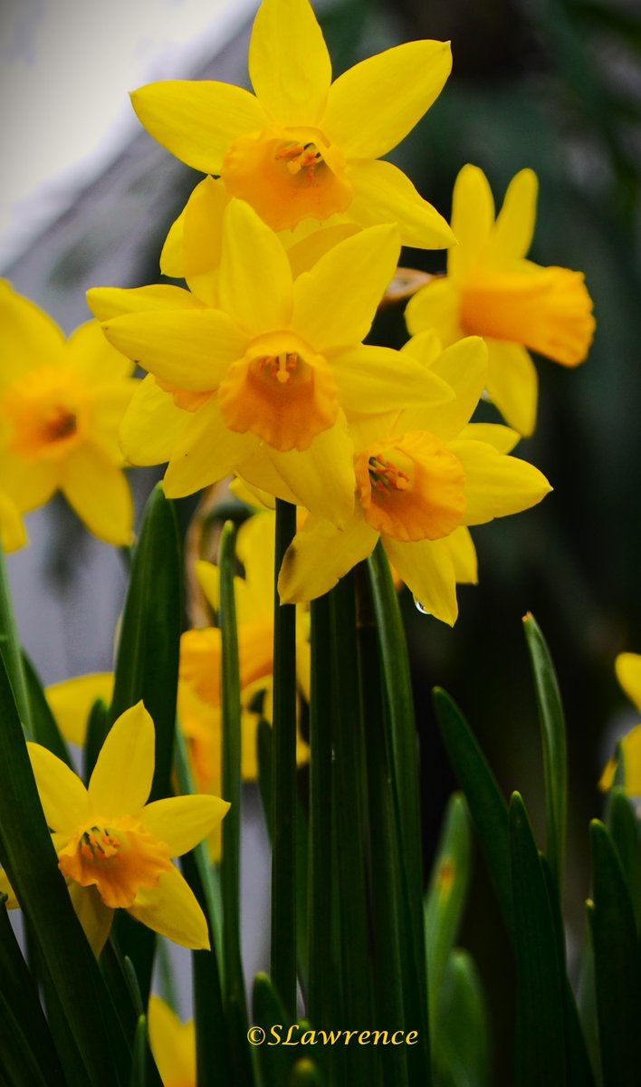 Daffodil, Narcissus or Jonquil, what do you call these flowers? #photo #photography #photooftheday #TwitterPhotographyCommunity #TwitterNaturePhotography #TwitterNatureCommunity #NaturePhotography #nature #flowerphotography #Flowers #SundayYellow #YellowSunday #FlowersOfTwitter