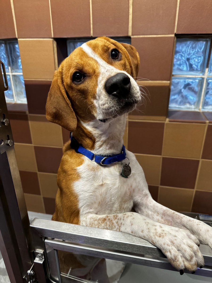 Get ready to make some beautiful music with Sinatra! (#T106377)🎶 Sinatra is a charming 11-month-old Hound mix. He dreams of a loving home where he can be your only four-legged companion. Say hello to Sinatra at our Port Washington, NY adoption center 🐾#GetYourRescueOn