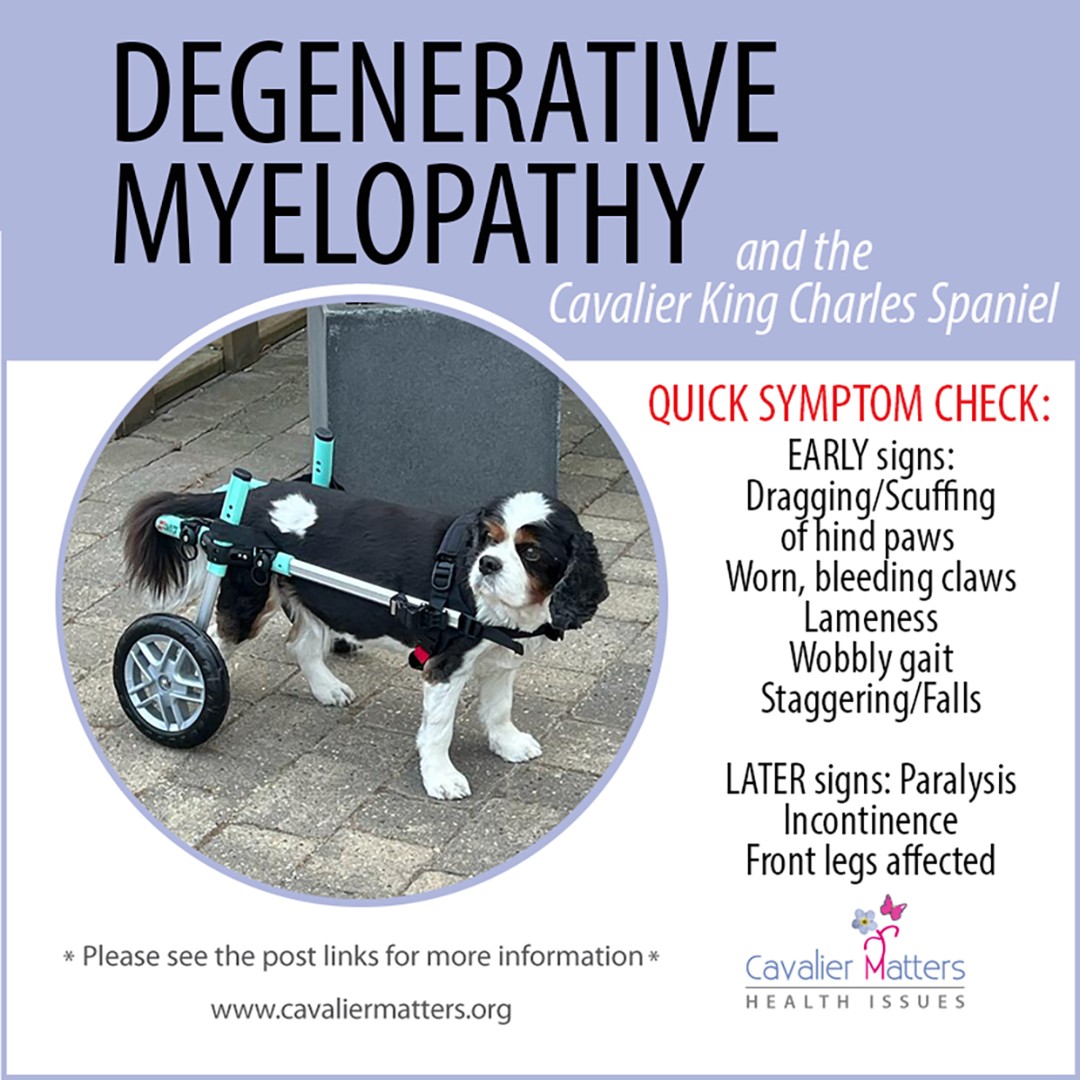 Degenerative Myelopathy:
Non-painful, but progressive and irreversible. 
Physio and hydrotherapy can help maintain muscle strength. 

cavaliermatters.org/degenerative-m…
cavalierhealth.org/dm.htm

#degenerativemyelopathy #cavaliercommunity #cavalierkingcharles
#DogsOfTwitter #CKCS