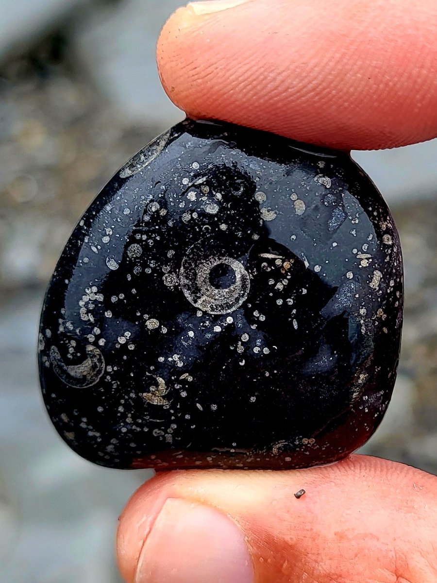 A fossilized Goniatite Galaxy in a storm tossed stone. County Clare, Ireland.