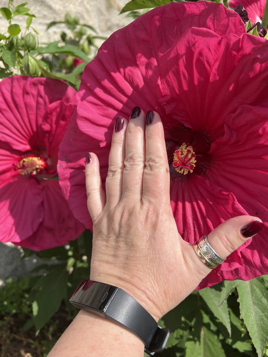 @U24_gov_ua @TomParker_7 This is one of my hardy hibiscus. They’re so comically big that people stop in the street and ask if they’re real.