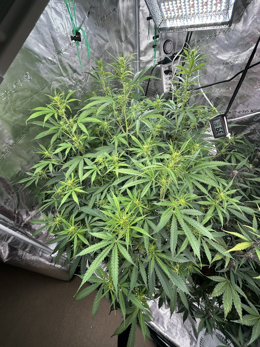 Day 67 @ILGMarijuana #WhiteWidowAuto in #Hydro #DWC #HydroGrower
#GrowYourOwn #Cannabis #PlantMedicine #Weed #Marijuana #SmokeWeedEveryDay
#Homegrown #CannabisCommunity
#CannaFam #CannaLand #420friendly
#420life #WeedLife #CannabisGardener
#GardeningLife #CannabisHeals
✌🏻💚👽💨