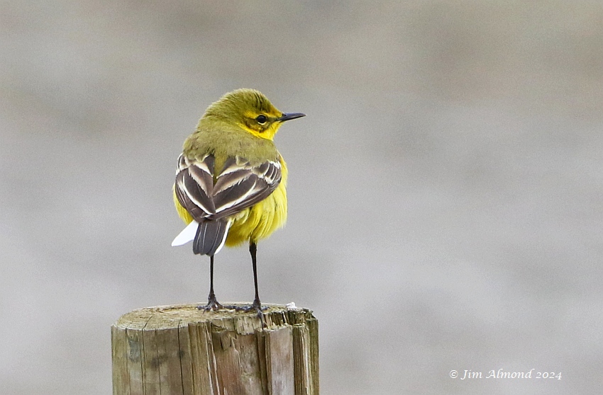ShropsBirder's tweet photo. Smart male Yellow Wagtail at Polemere today... @sosbirding https://t.co/sE6vgOLxnw https://t.co/lugLOQ3TUg