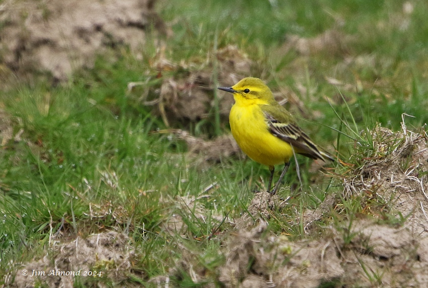 Smart male Yellow Wagtail at Polemere today... @sosbirding shropshirebirder.blogspot.com/2024/04/poleme…