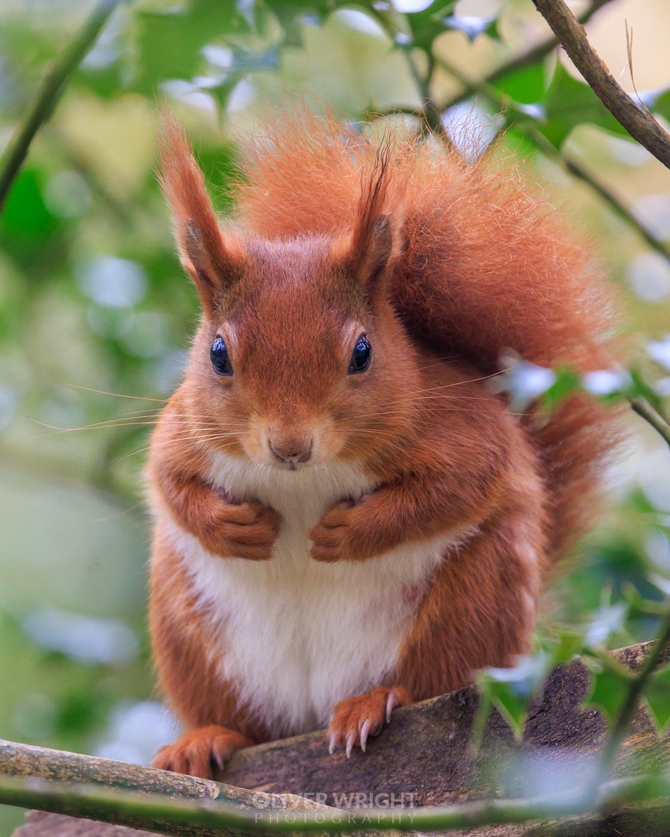 I think I found the cutest red squirrel 🐿️ I’ve ever seen today :-) Thank hadn’t realised Anglesey was so fantastic for reds!