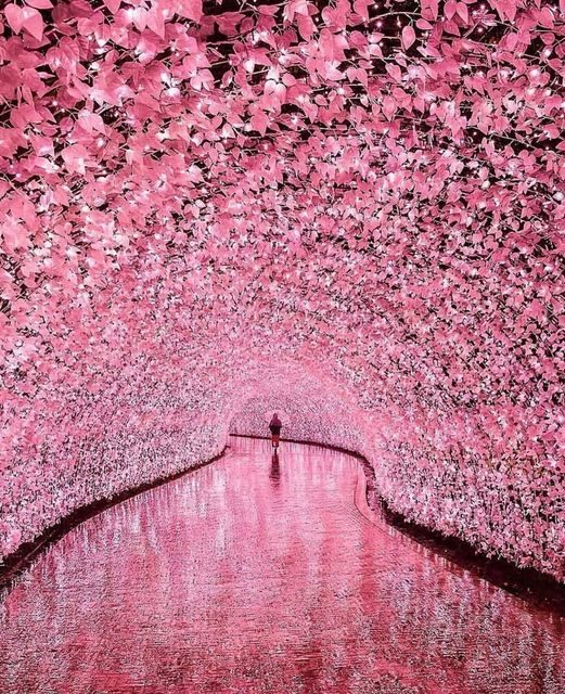 16. A cherry blossoms tunnels made of millions of LED bulbs. Nabana No Sato, Japan.