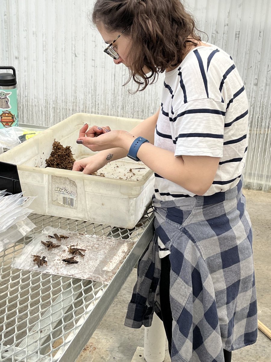 jilla_hamilton's tweet photo. Planting a black ash forest with ⁦@malehrer49⁩ and ⁦@krl5512⁩ representing seeds from across the species range in our greenhouse #conservationgenetics ⁦⁦⁦@nisabel1⁩ ⁦@LyneTouchette⁩ #commongardens #totallyradical #plantnerds https://t.co/QTo7ug95mg