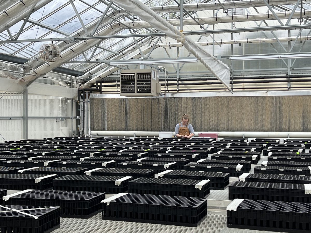 Planting a black ash forest with ⁦@malehrer49⁩ and ⁦@krl5512⁩ representing seeds from across the species range in our greenhouse #conservationgenetics ⁦⁦⁦@nisabel1⁩ ⁦@LyneTouchette⁩ #commongardens #totallyradical #plantnerds