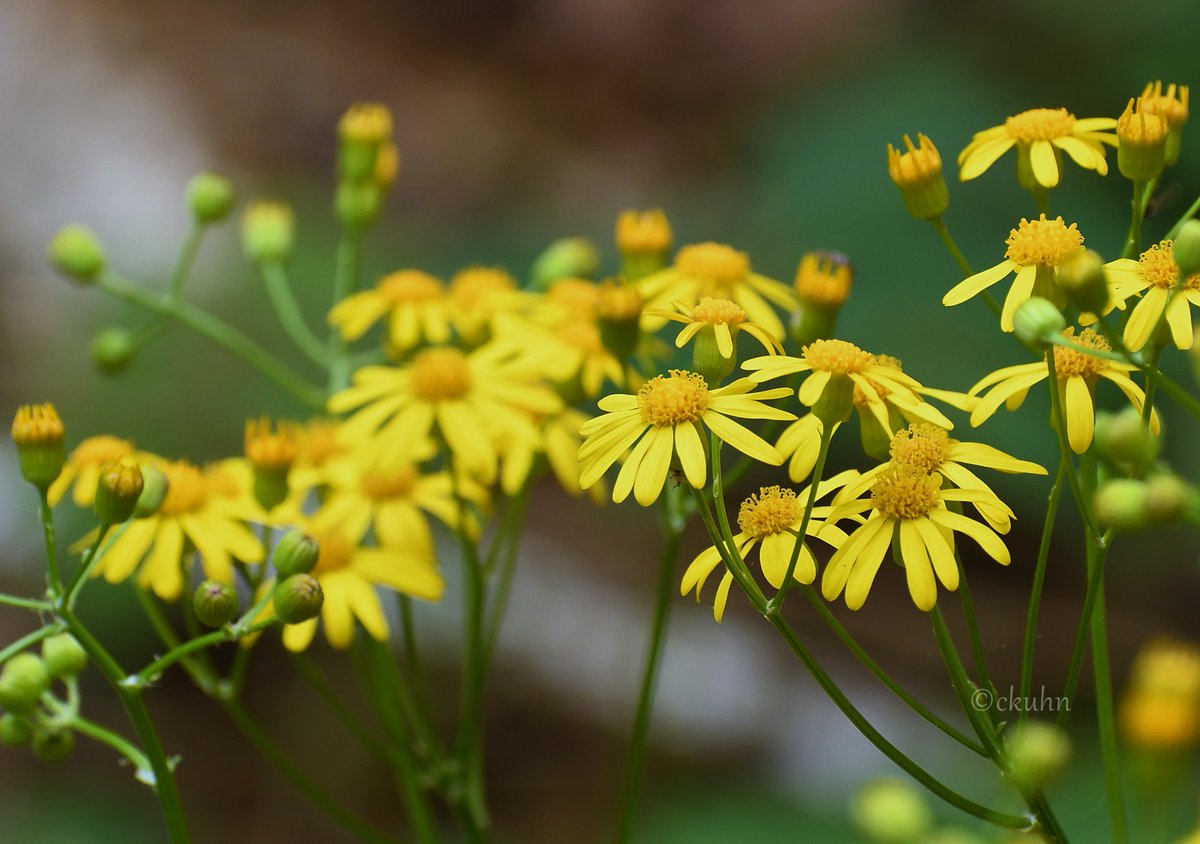 Bright and sunny butterweed for #SundayYellow. 💛🌿#Wildflowers #FlowerReport #FlowerPhotography #Flower #NaturePhotography