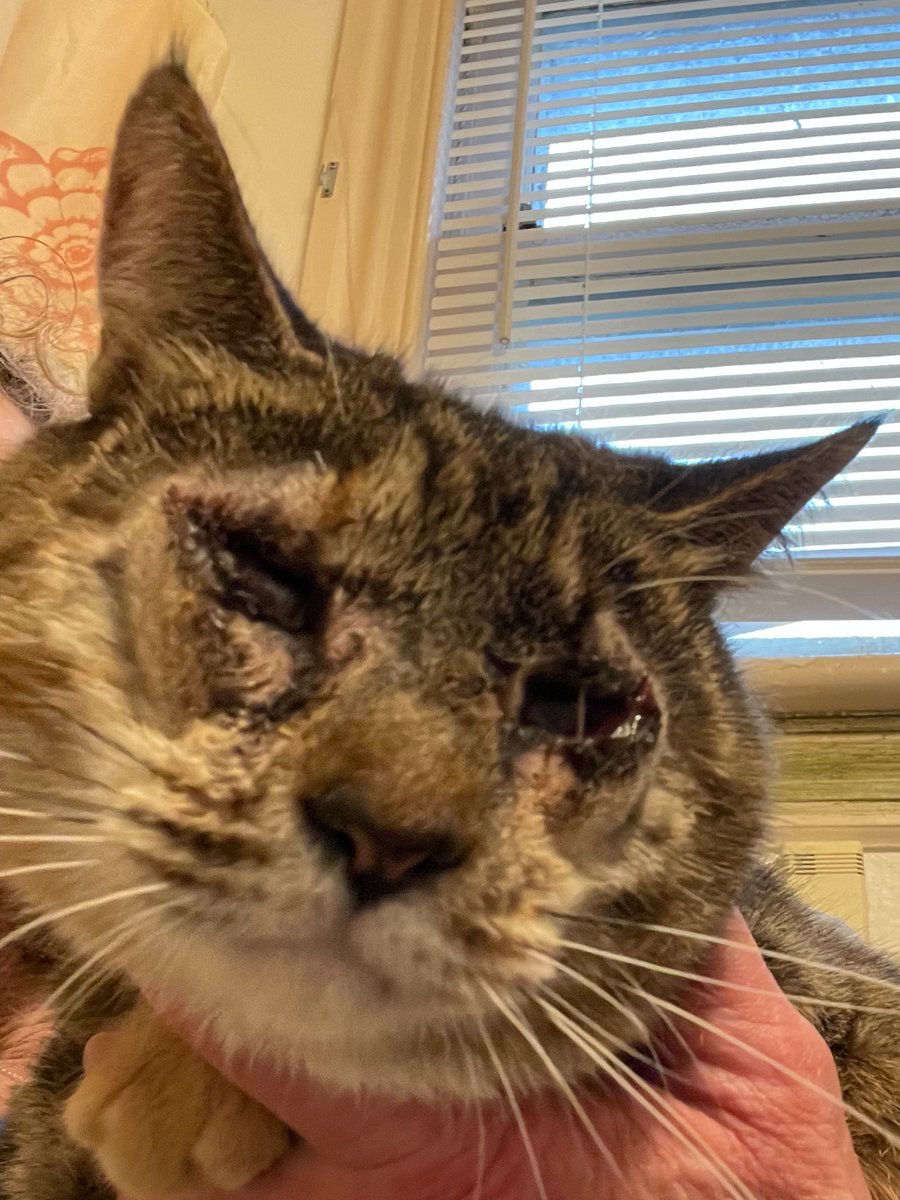 Not quite 1 week post-surg, Miss Kitty #cat's swelling is already down. Follow-up #Veterinary appt is Monday next. An updated pic during a cone break. She's eating, purring and loving on her Foster Mama. We'll keep you updated on recovery (takes about 3 weeks)