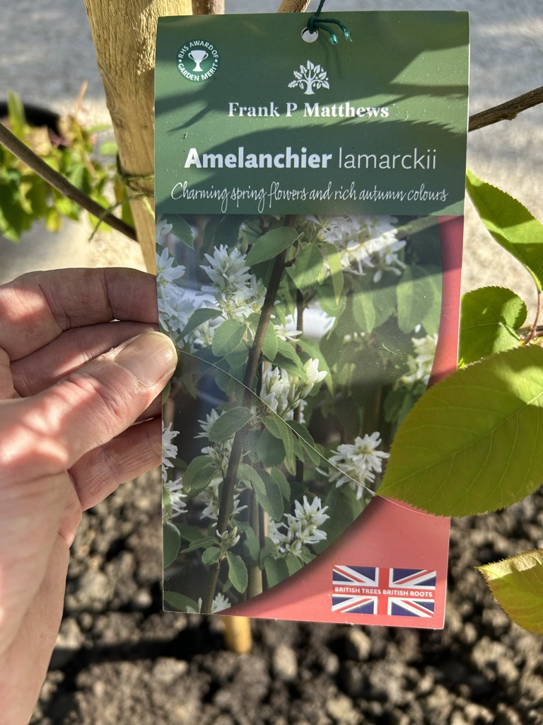 Finally used a Christmas gardening voucher & planted this Amalanchier (Juneberry) White flowers in spring, leaves turning scarlet & crimson in the autumn & berries for the birds Can't wait to see how it gets on..!