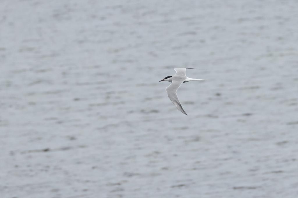 Birding Sunday at Bràgar today. The barnacles leaving, and the first tern and the first swallow arriving were a beautiful token of transition. Also, four lesser black-backs present, a gull species we rarely see at Bràgar.

#nature #birds #birding #isleoflewis #outerhebrides