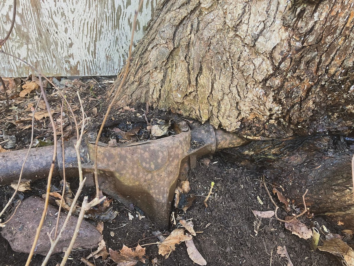 Hey this tree in my backyard has grown right around this old axle! As you were.