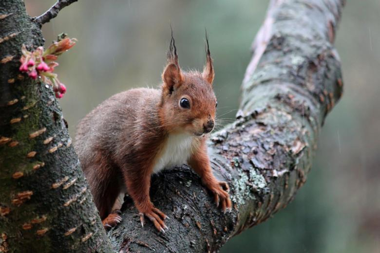 🐿️ Have you spotted these adorable red squirrels near Bangor? 🌲 Exploring the beauty of nature with these charming creatures in their forest habitat. 🌳 Share your sightings and spread the joy of wildlife appreciation! 📸 #RedSquirrels #Magicalmammals