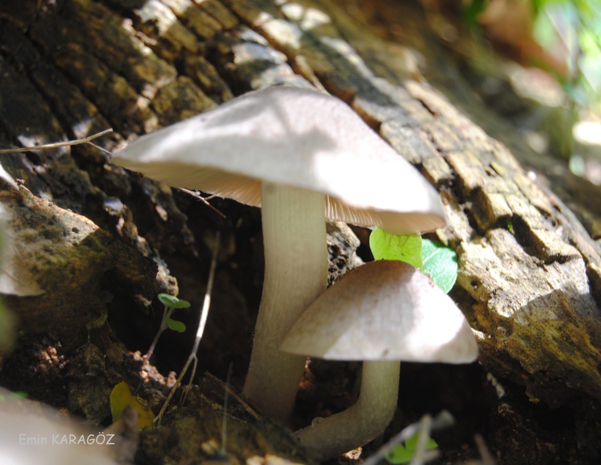 yürüyüş yollarında.....mantar safari🚶🌿🌸🐢🌲🦋🧿🇹🇷
#fungus #fungi #mushroom #MushroomOfTheDay
#MushroomMonday #キノコ #Bilecik