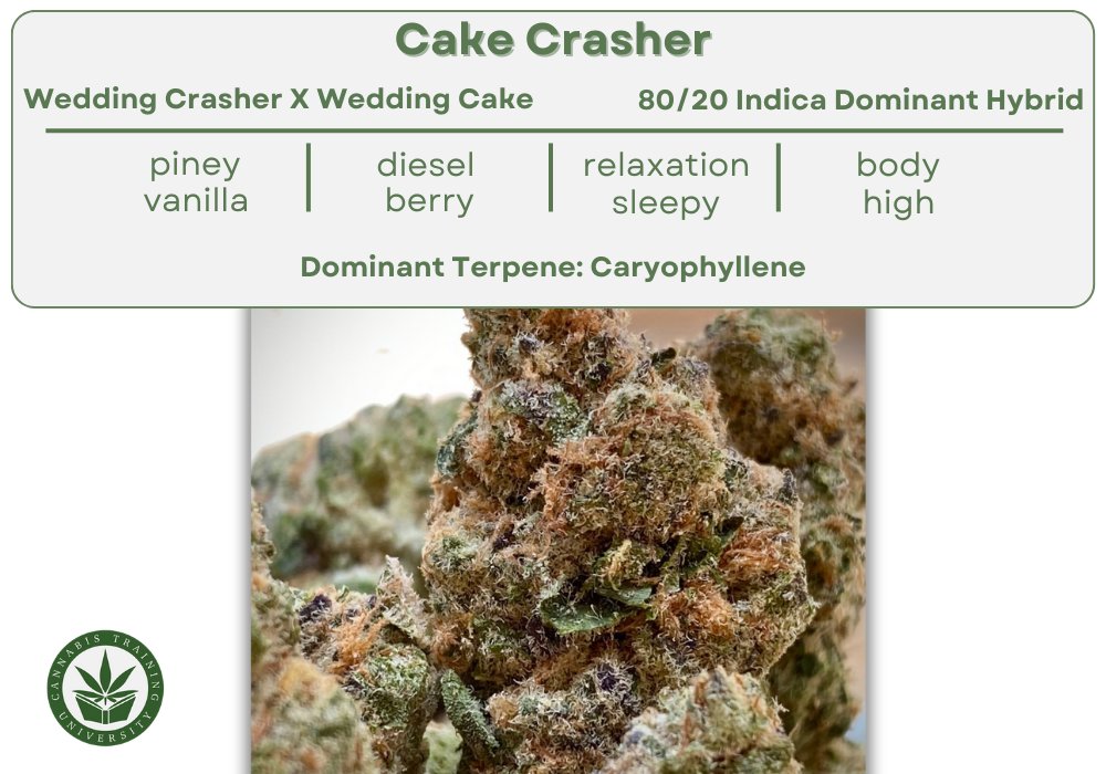 Are you looking for a decadent cannabis experience? The Cake Crasher strain is a great one to look for. Learn more: cannabistraininguniversity.com/strains/cake-c…