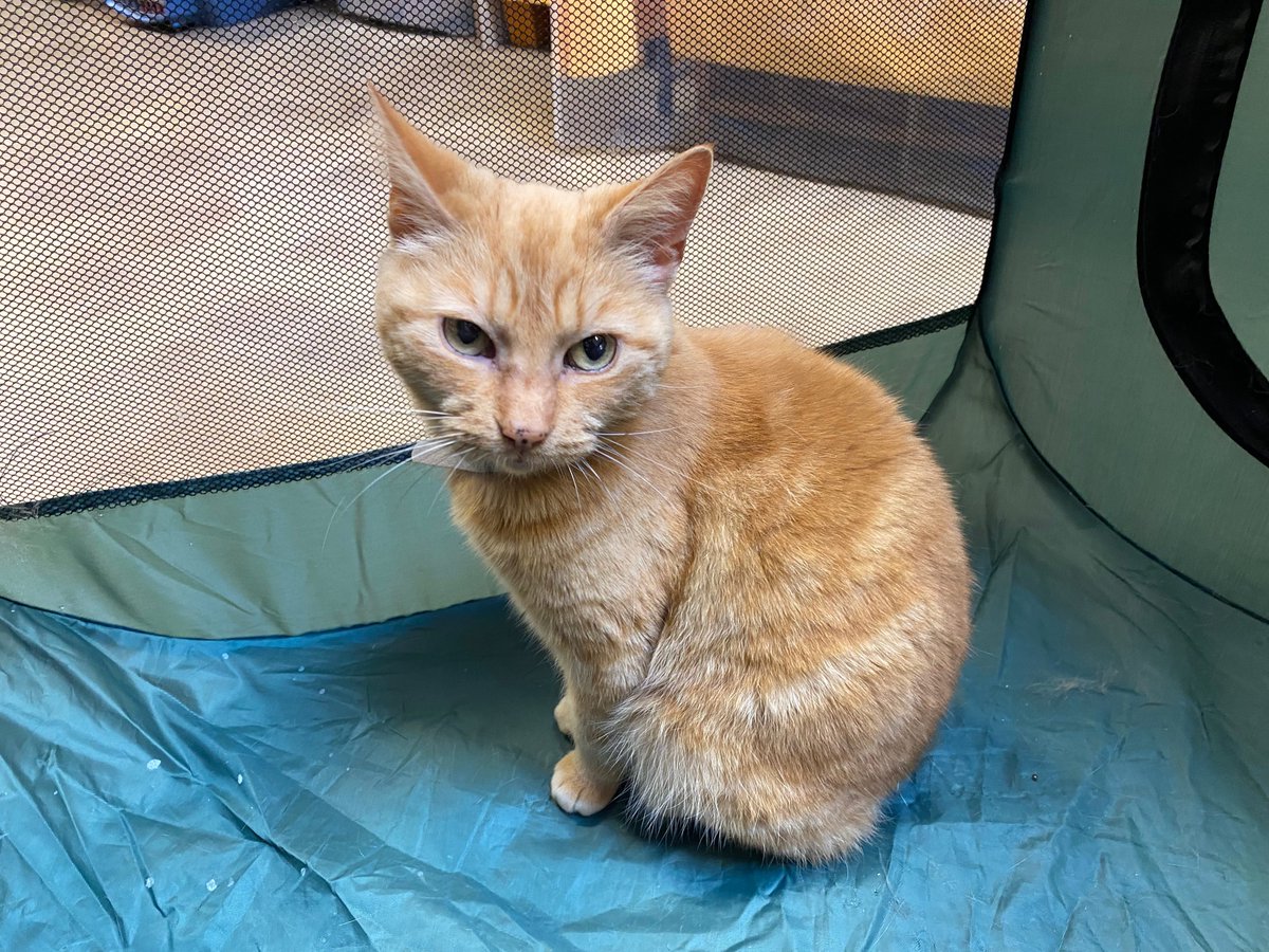 URGENT - Please share! Sassy and Fergie are very stressed at our adoption center at the store. They need homes ASAP. While we would love to see them adopted together, we will adopt them out separately to get them into a home. Our names are Sassy (grey collar, female) and Fergie