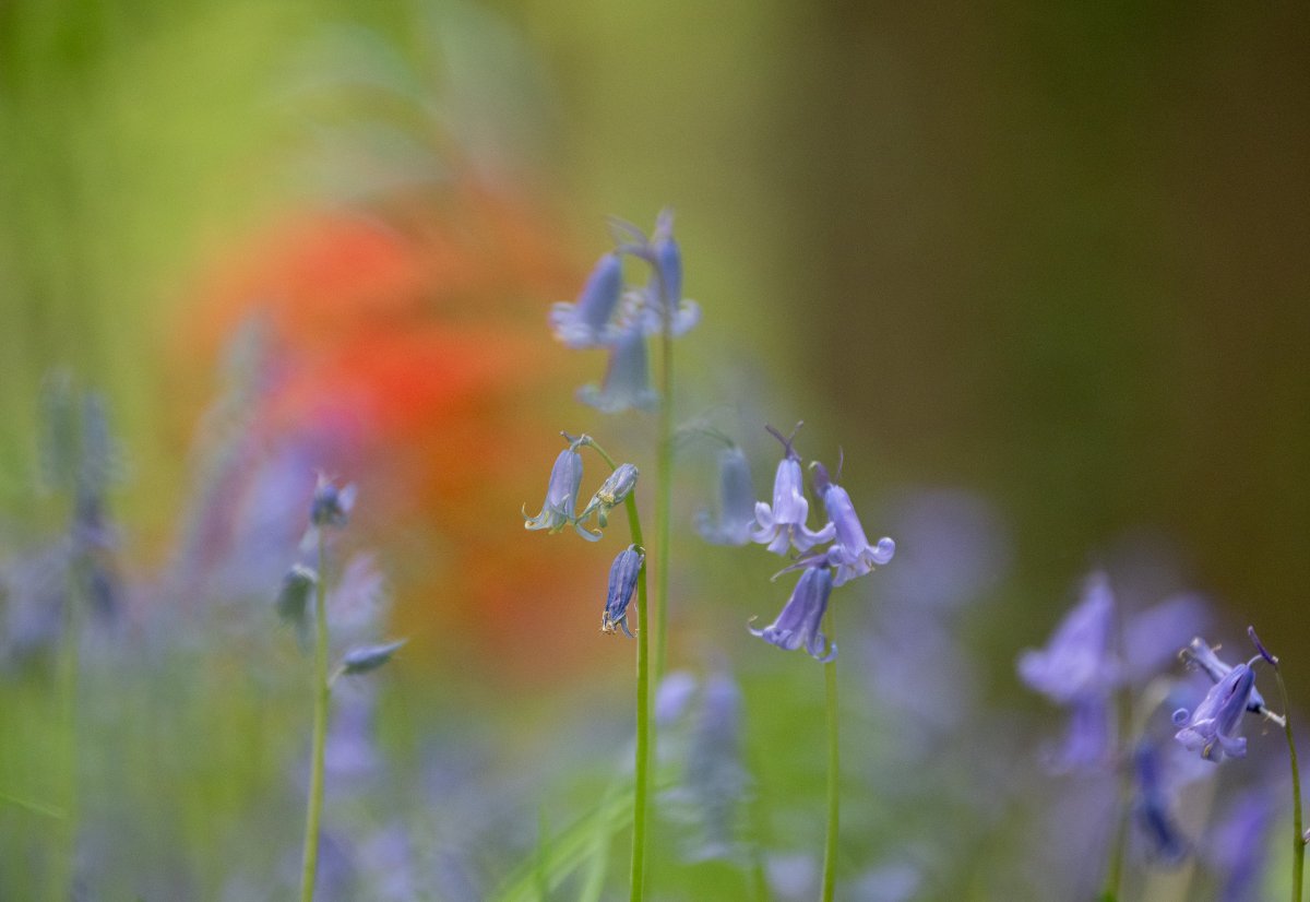 The bluebells in Belgium hanging on a little while longer. 

#SilentSunday #BlueBells #Belgium #forest #bokeh #photography