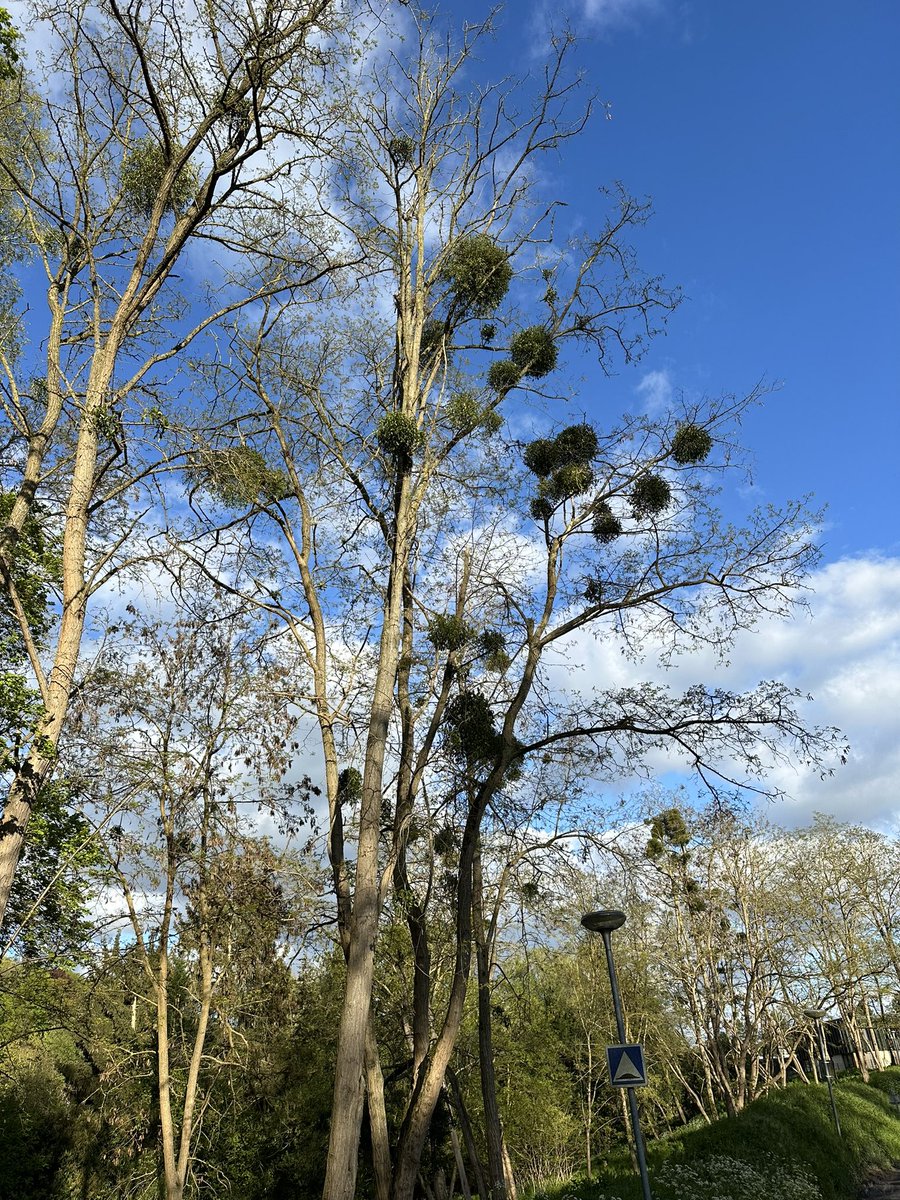 à @JouyenJosas, aux Bas Prés, le long de la Bièvre renaturée, beaucoup d’arbres sont  envahis par du gui. Ce parasite pompe les nutriments des arbres et les fait mourir petit à petit. Il faut libérer les arbres de ce parasite et vite mais qui : collectivités, SIAVB ?