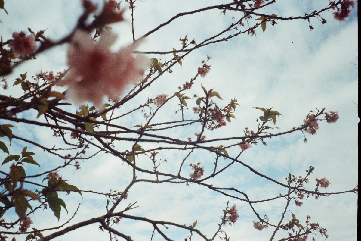 kaiwen_ryu's tweet photo. #フィルム
#colorplus200
#Olympus35dc https://t.co/eiihHY1tyG