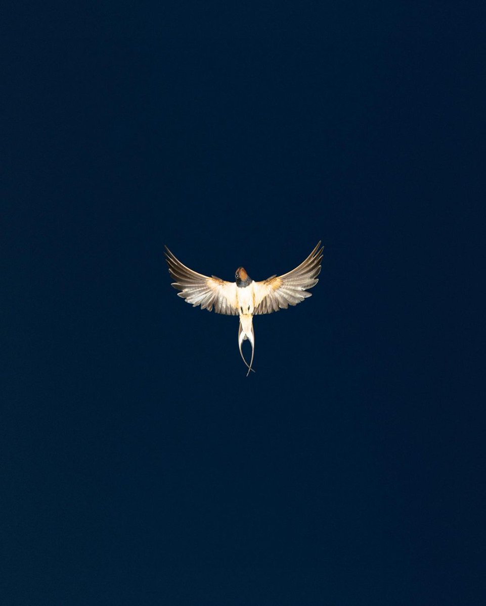 MuseumModernArt's tweet photo. From the fierce to the fur-tastic, we’re loving the #MoMAPhotoClub submissions! 

Grab your camera and capture the essence of a beloved animal to have your photo shared → https://t.co/rwrSZZOMku

—
📸 From Instagram: [1] fadhi.mohd [2] illuminaatie [3] erdemvaroll [4] murielcch https://t.co/gEn8ouNnNc