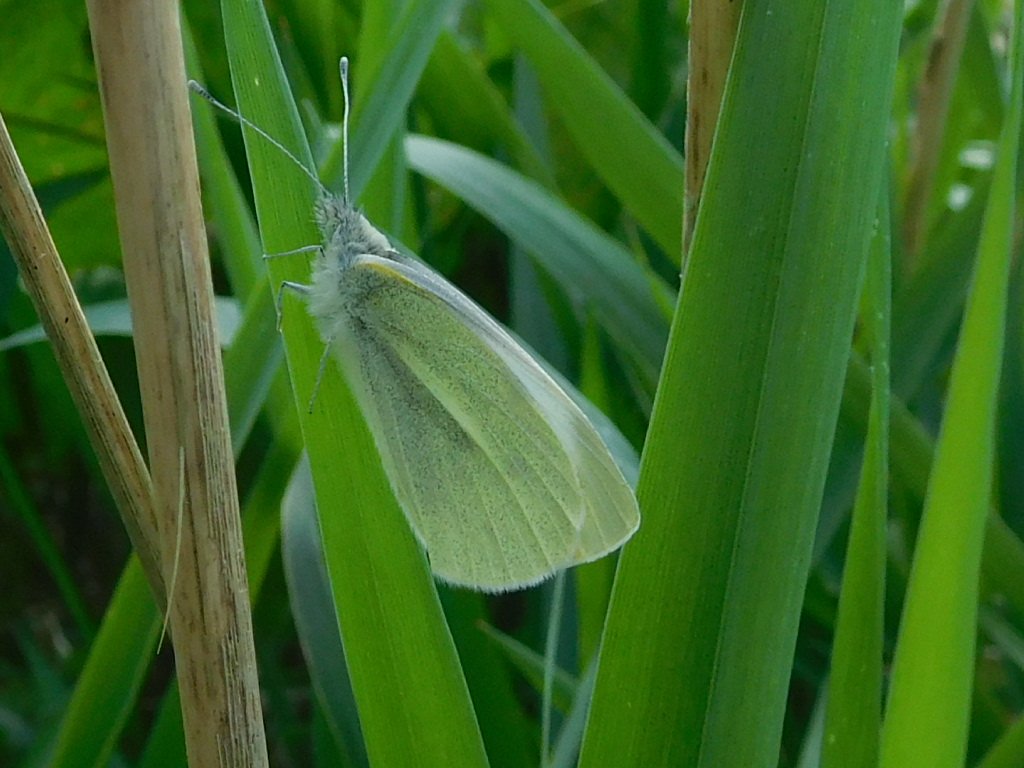 Small White seen at SW Gristlehurst Wood Meadows, Heywood on 21 Apr 2024.