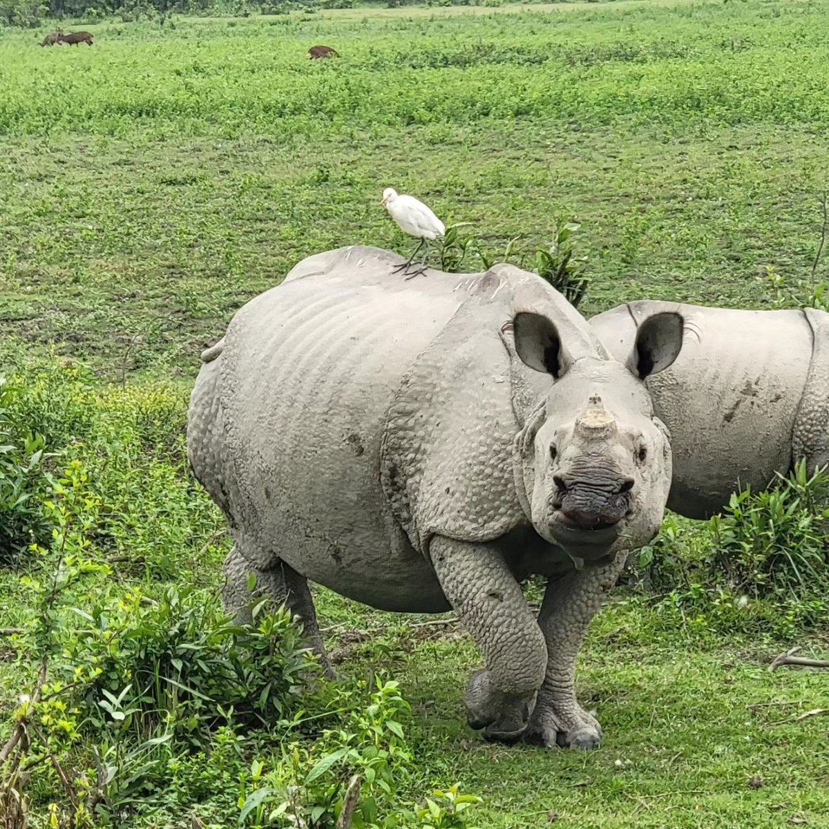 The Rhino at Kaziranga. A must-see. #RNPics