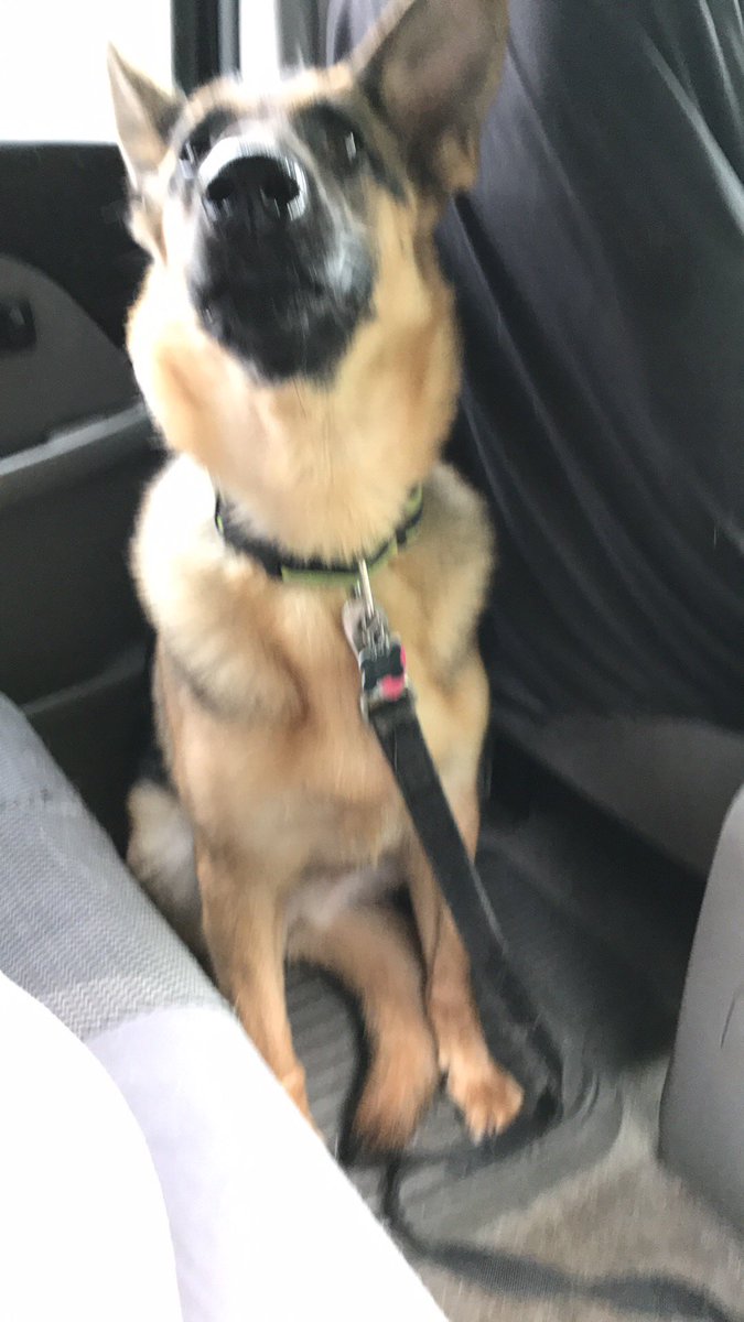 AracheneK's tweet photo. we have two dogs first one is shadow. She is three months old and the second dog is Kayla and she is eight years old. https://t.co/TcdXriQKq9