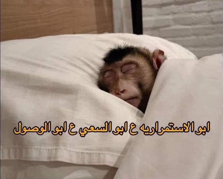 Arab Memes (@arabmemesss) on Twitter photo 